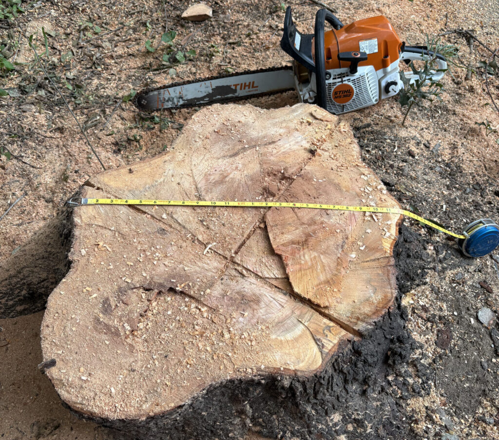 MTM Tree Services handling tree removal in Charlotte NC