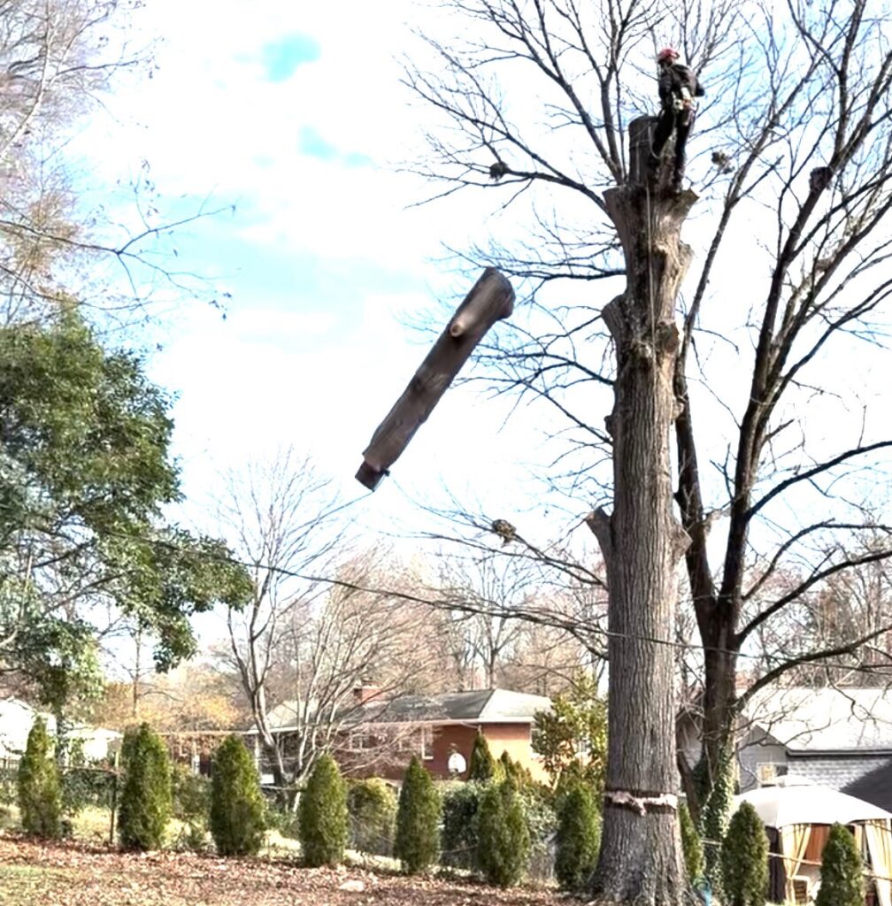 Tree service crew from MTM Tree Services in Charlotte NC