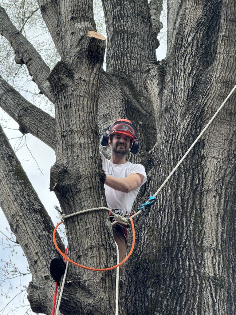 Tree service equipment in action by MTM Tree Services Charlotte NC
