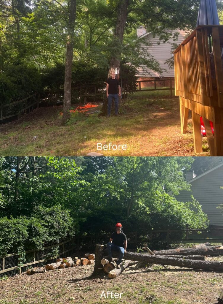 MTM Tree Services removing large hickory trees in Charlotte NC