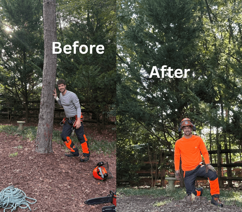 Pine tree removal in Charlotte NC by MTM Tree Services