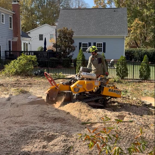 Professional stump grinding in Charlotte NC by MTM Tree Services