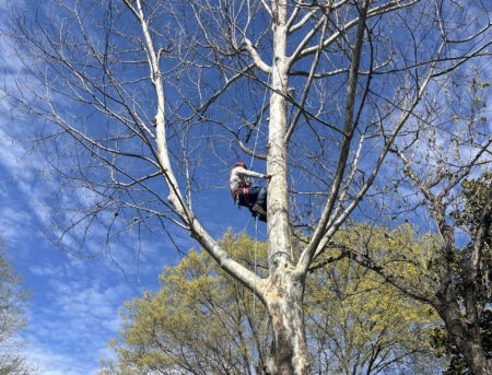 MTM Tree Services tree removal in Charlotte NC by professional arborists