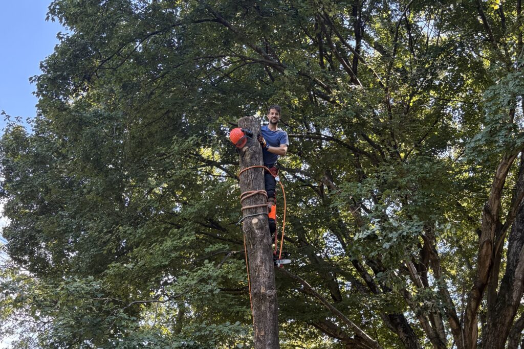 Tree removal climbing by MTM Tree Services experts in Charlotte NC