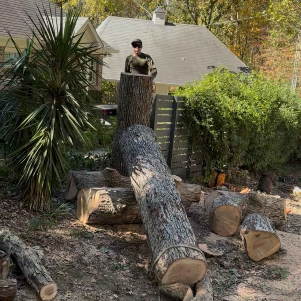 MTM Tree Services professional tree removal services in Charlotte NC