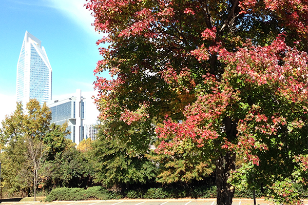 Tree Service for Central and South Charlotte and beyond