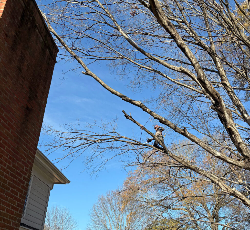 A tree climber for pruning and trimming trees in Charlotte.
