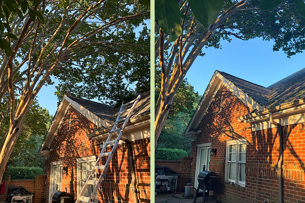 Pruning your trees with MTM Tree Services keeps your home safe.