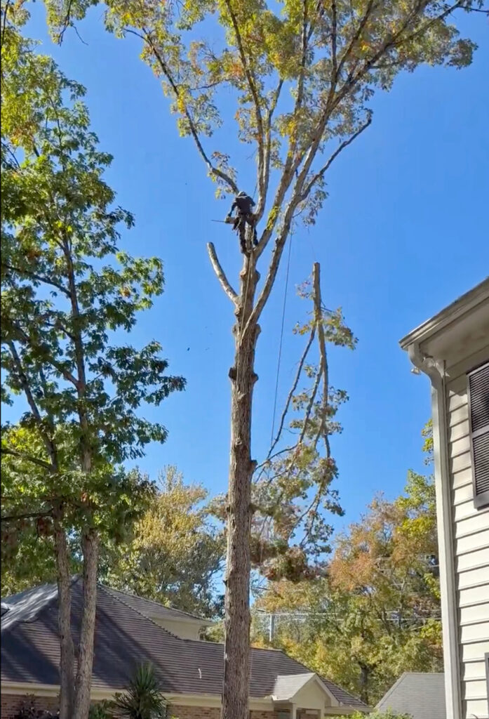 MTM Tree Services removing a tree in Charlotte's South Park area.