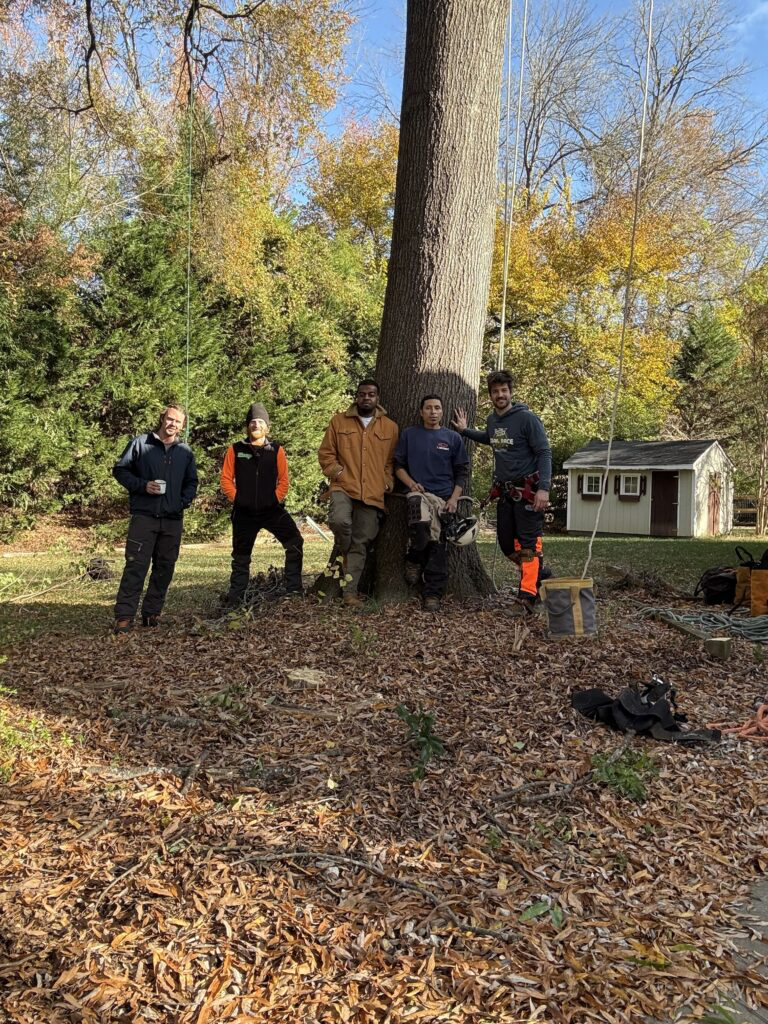 Tree Removal Crew Charlotte NC