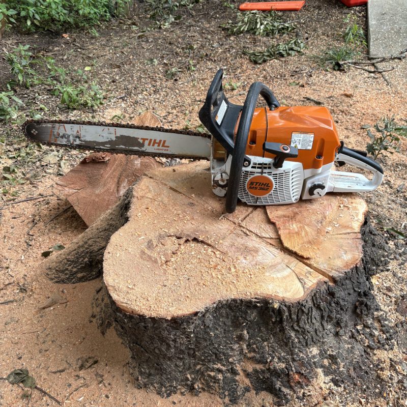 MTM Tree Services crew performing tree services in Charlotte NC